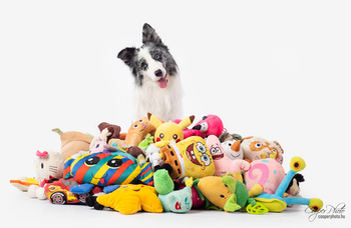 Talk-to-tilt: head tilting in dogs