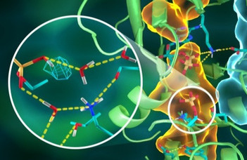 Researching promiscuous proteins