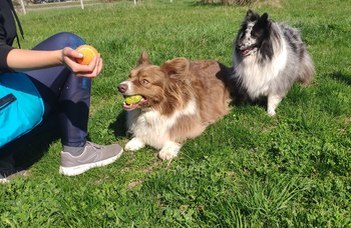Social dynamics of family dogs – A peek behind hierarchies