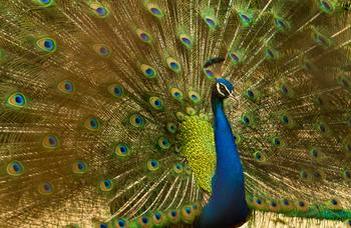 Why do females prefer ornate male signals?