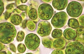 A new green algal species has been discovered by ELTE scientists in Szentendre