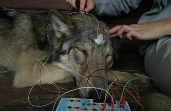Do wolves sleep like dogs?